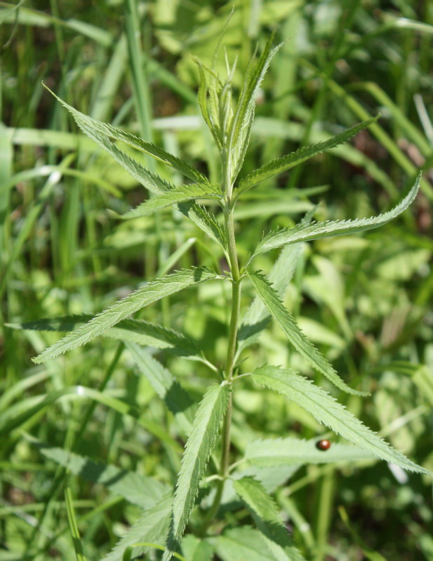 Image of Veronica longifolia specimen.