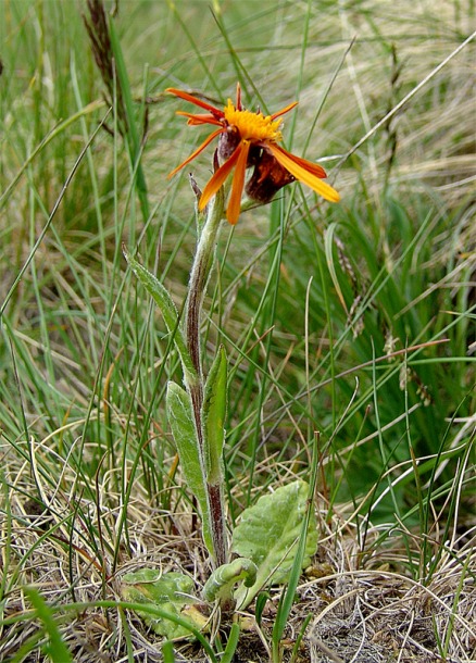 Image of Tephroseris caucasigena specimen.