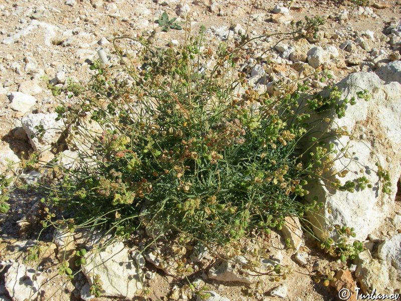 Image of Reseda lutea specimen.