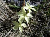 Gentiana oschtenica. Цветки. Высота растения 5-8 см. Западный Кавказ, долина р. Узункол, июль 2007 г.
