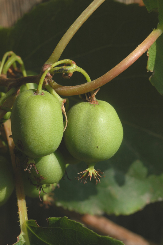 Image of Actinidia arguta specimen.