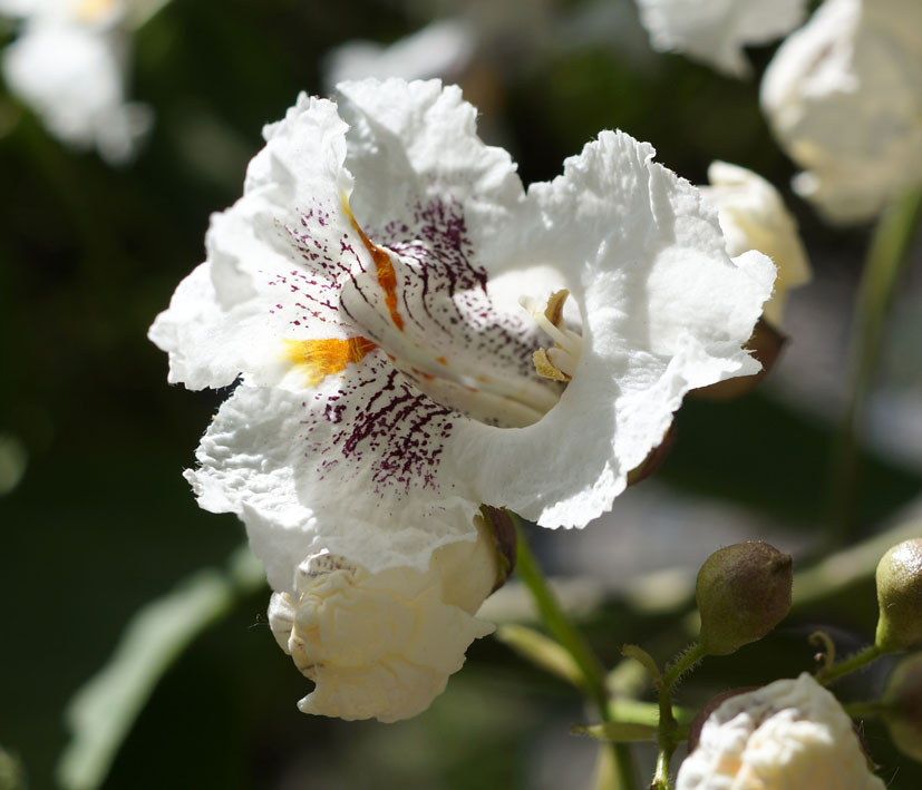 Image of Catalpa bignonioides specimen.