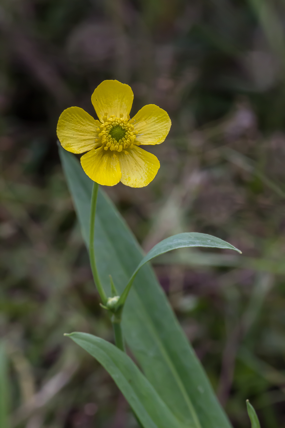 Image of Ranunculus lingua specimen.