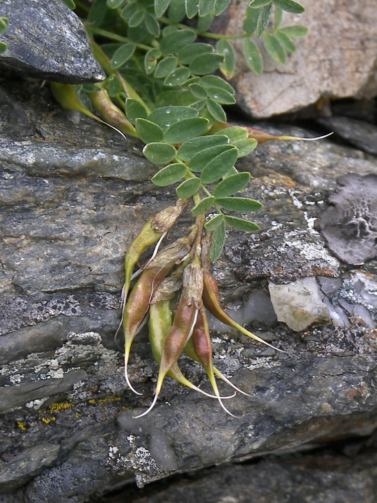 Изображение особи Astragalus levieri.