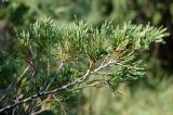 Juniperus sabina