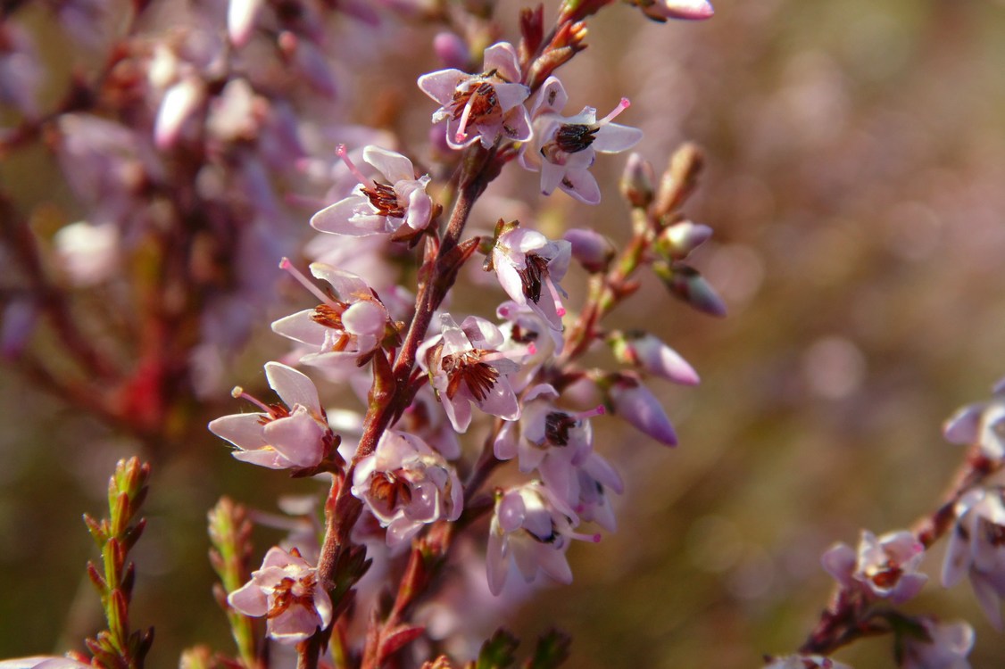 Image of Calluna vulgaris specimen.