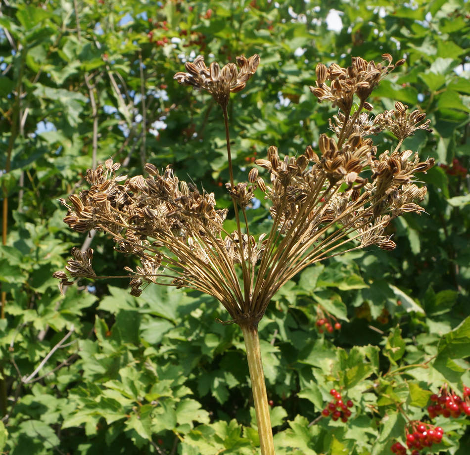 Изображение особи Conioselinum tataricum.