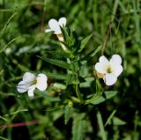 Gratiola officinalis