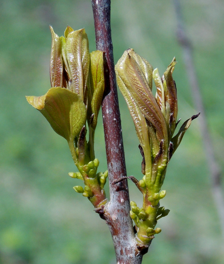 Image of Rhamnus cathartica specimen.