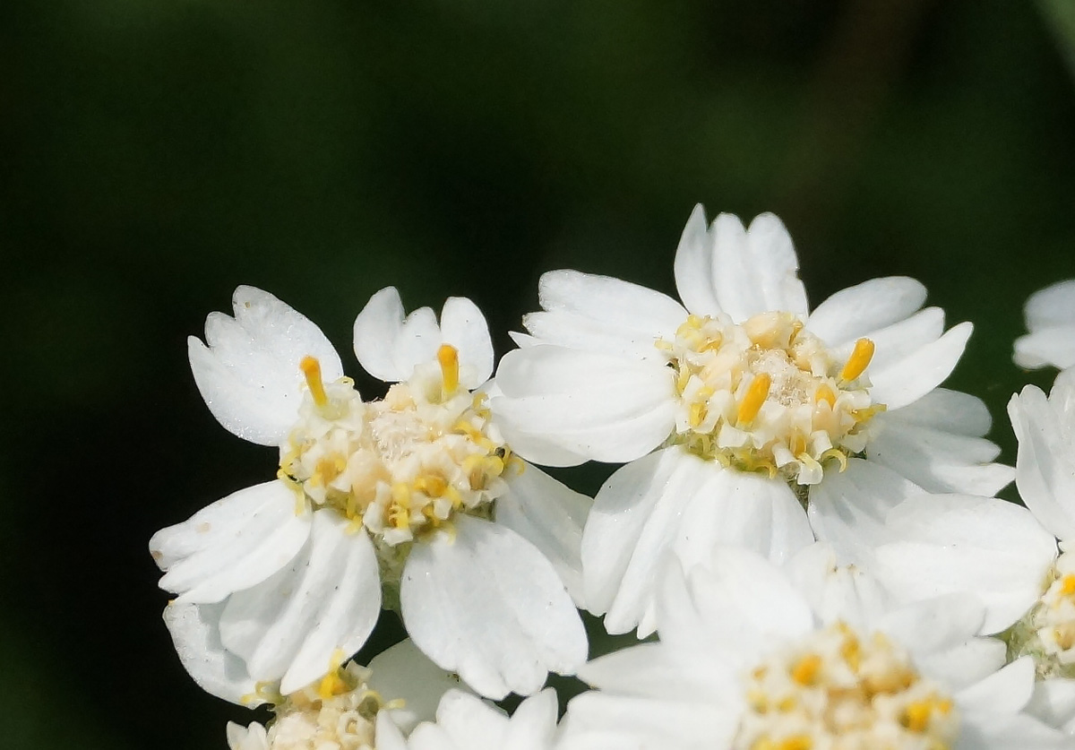 Image of Achillea cartilaginea specimen.