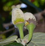 Hibiscus elatus. Соплодие со зреющими плодами. Израиль, Шарон, пос. Кфар Монаш, ботанический сад \"Хават Ганой\". 01.11.2015.