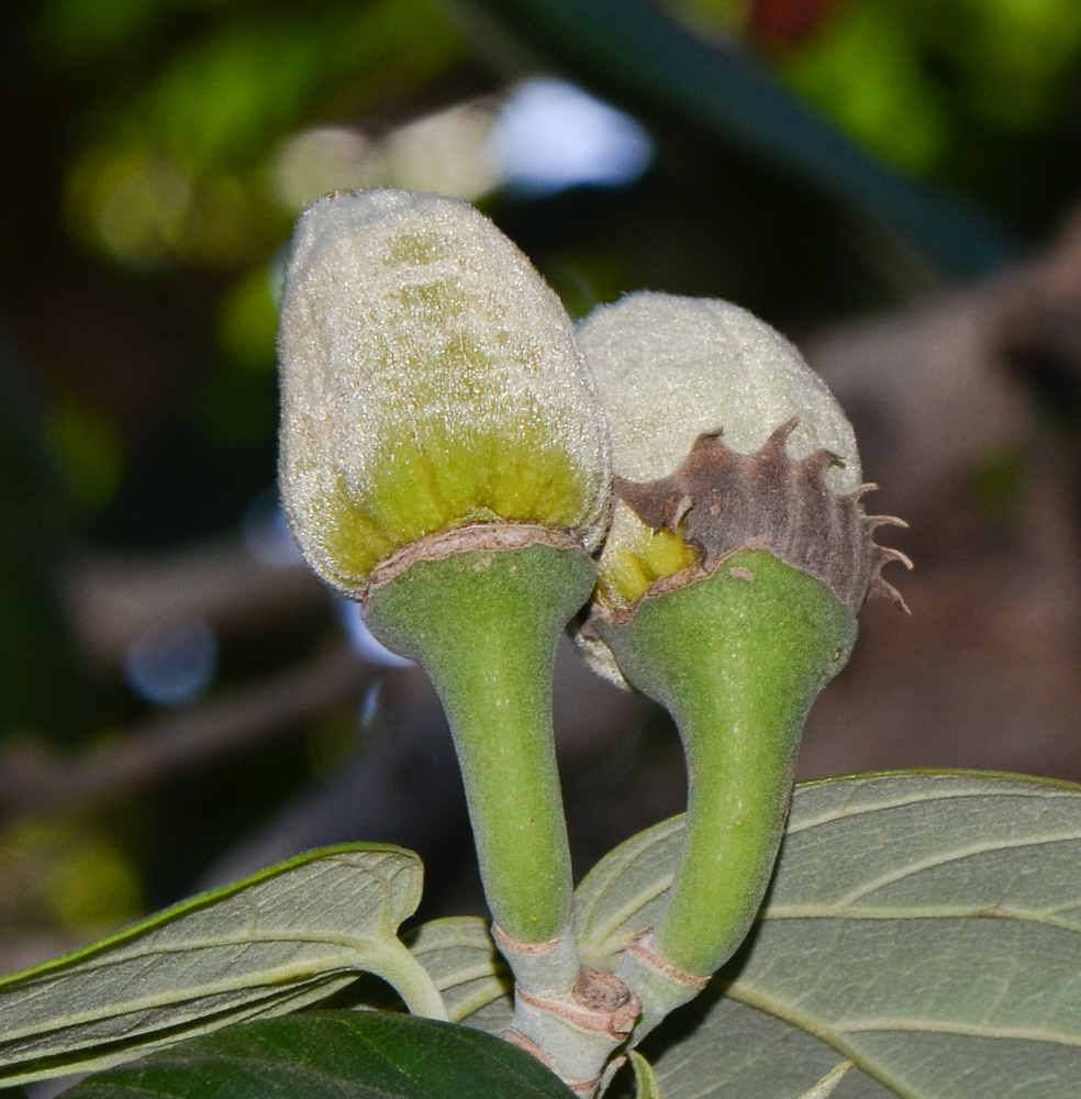 Image of Hibiscus elatus specimen.