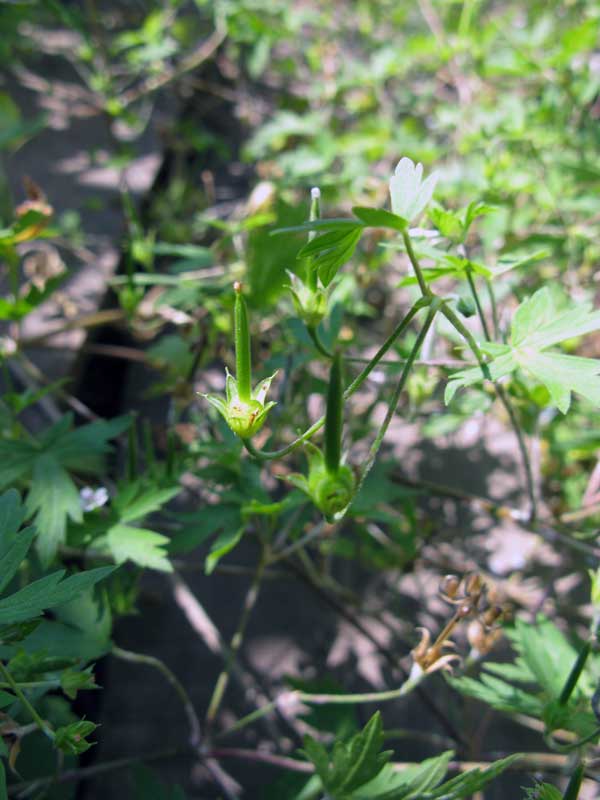 Image of Geranium sibiricum specimen.