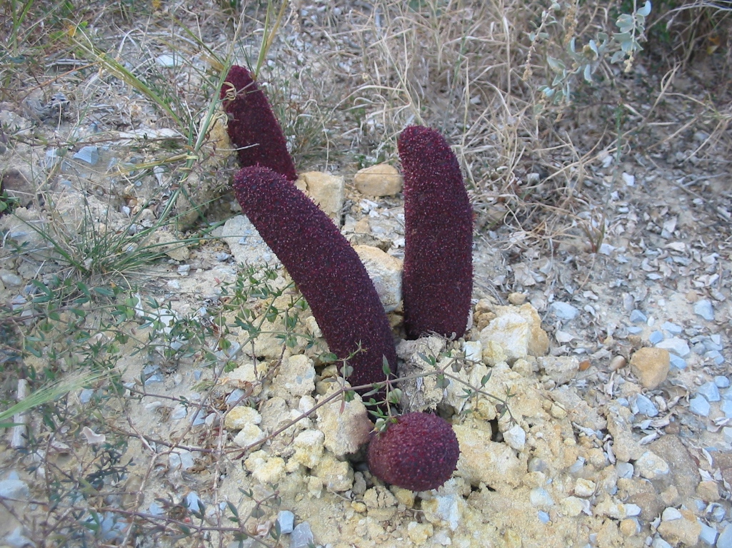 Image of Cynomorium coccineum specimen.