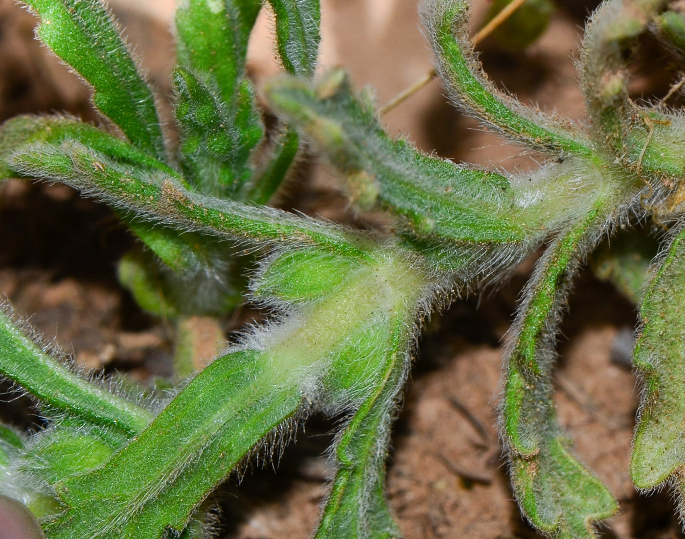 Image of Ajuga iva specimen.