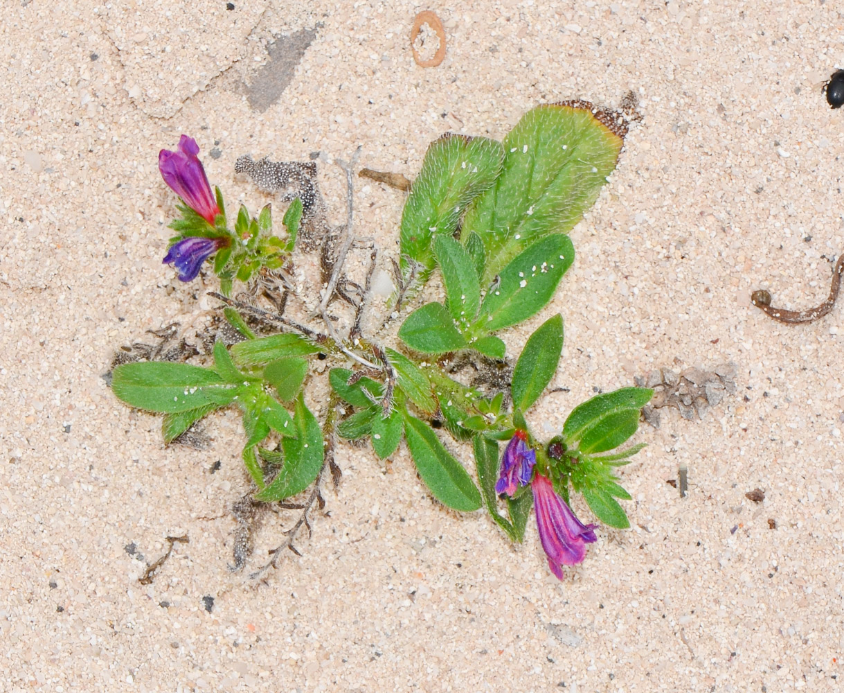 Image of Echium bonnetii specimen.