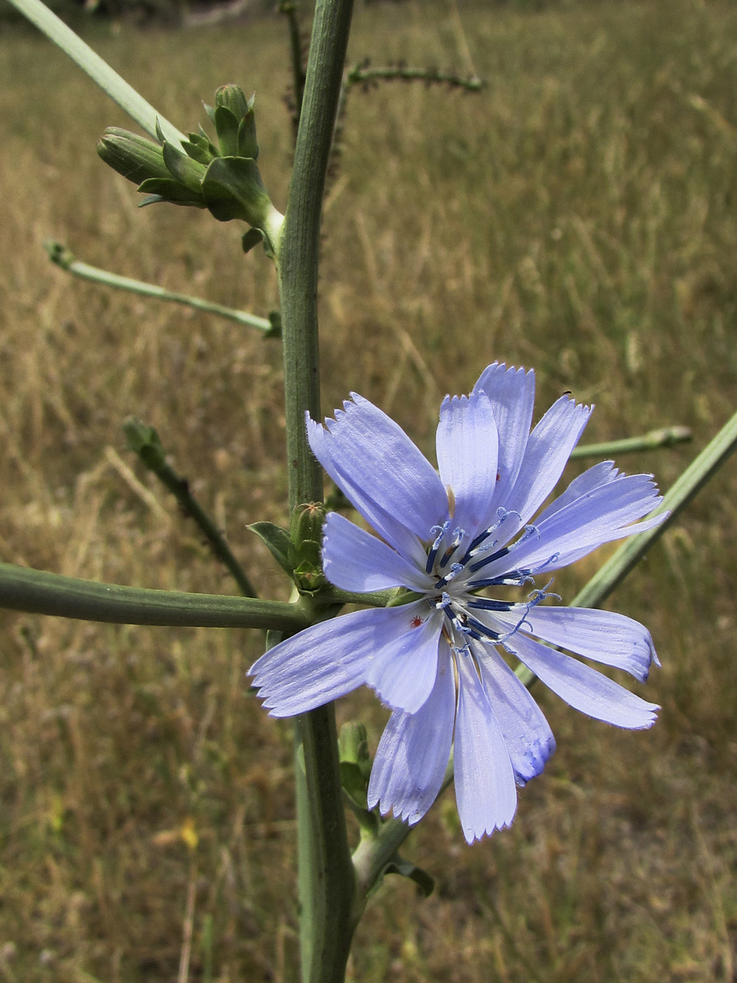 Image of Cichorium intybus specimen.