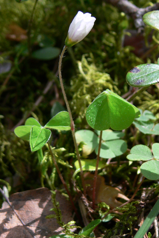 Image of Oxalis acetosella specimen.