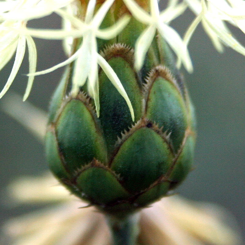 Image of Centaurea salonitana specimen.