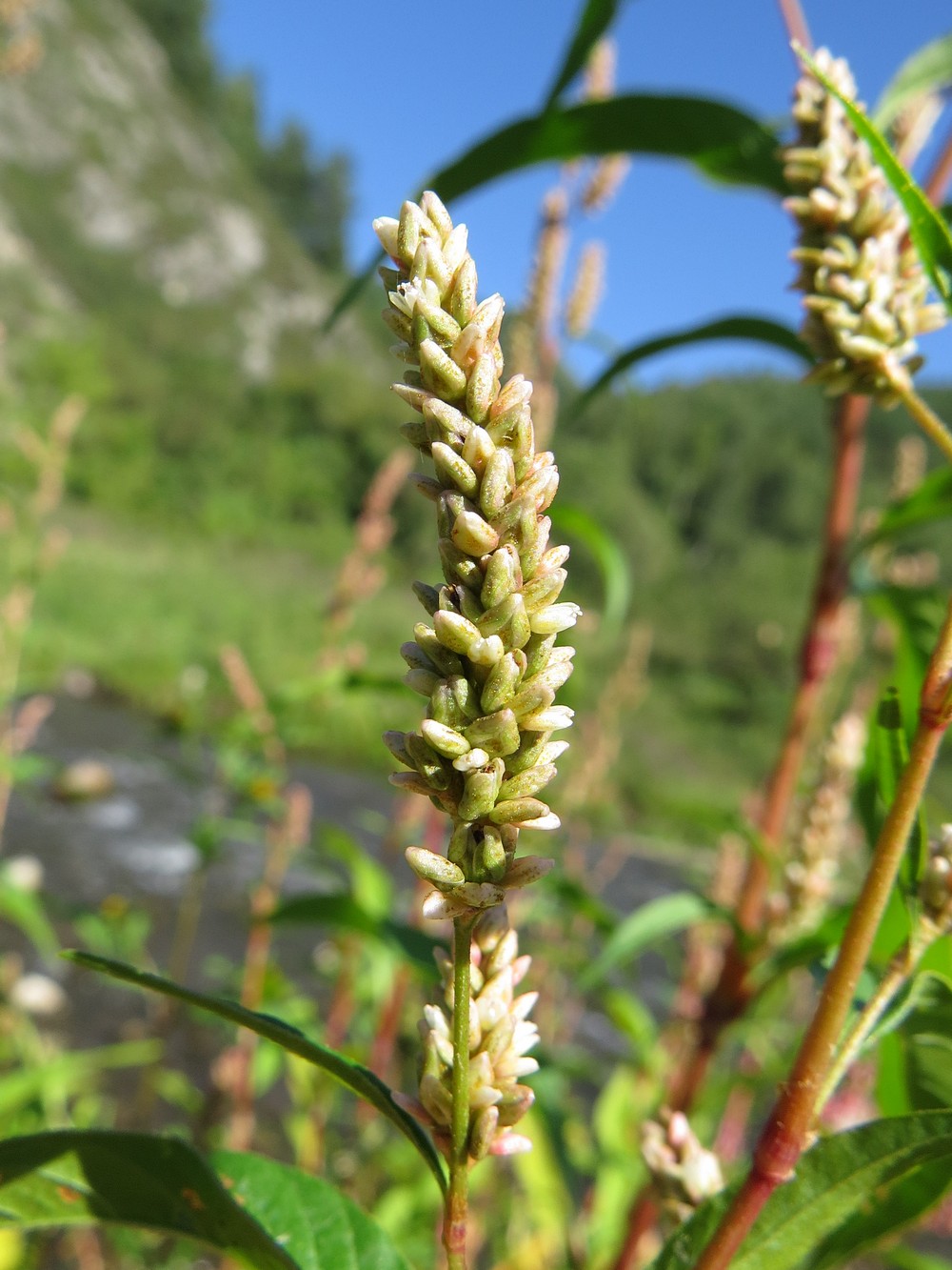 Image of Persicaria lapathifolia specimen.