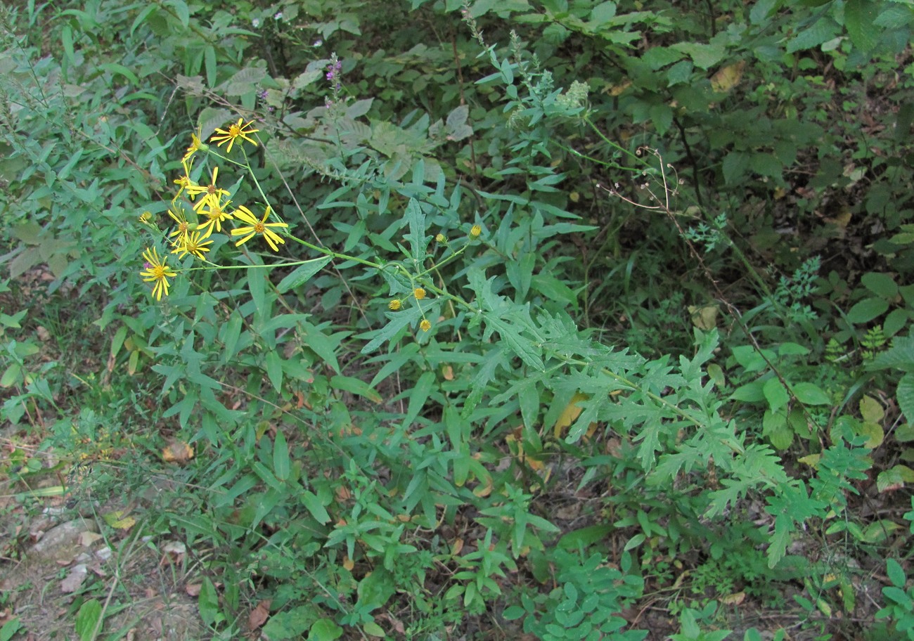 Image of Senecio grandidentatus specimen.