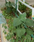 Смотреть изображение Physalis peruviana