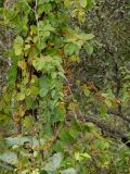 Celastrus orbiculata. Часть побегов с плодами. Приморье, Находкинский городской округ, окр. пос. Ливадия, широколиственный лес. 01.10.2016.