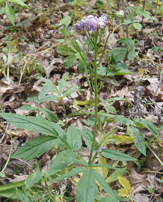 Image of Cardamine quinquefolia specimen.