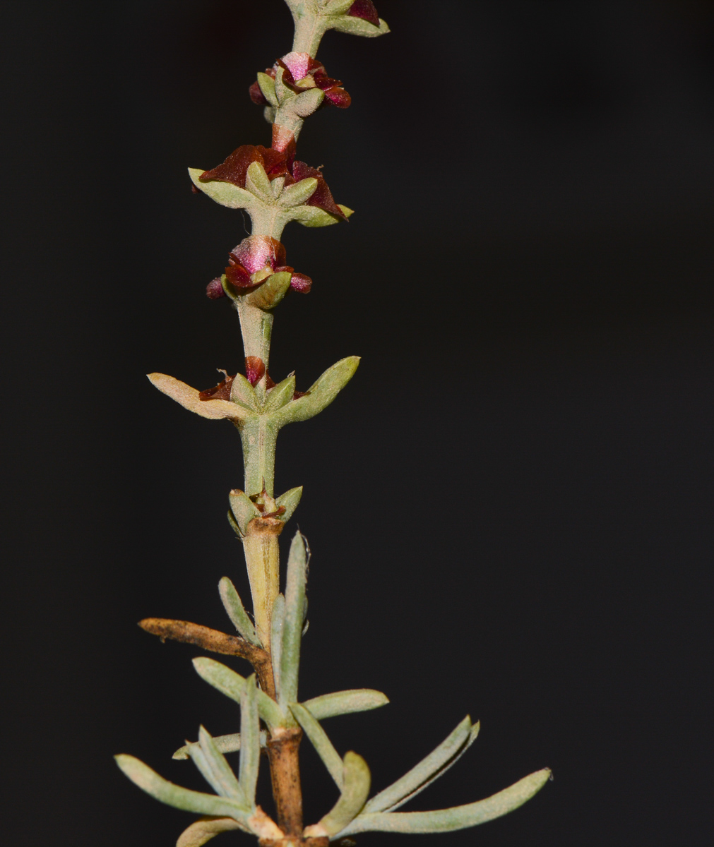 Изображение особи Salsola oppositifolia.