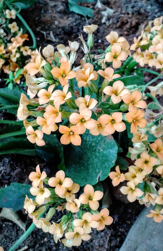 Изображение особи Kalanchoe blossfeldiana.