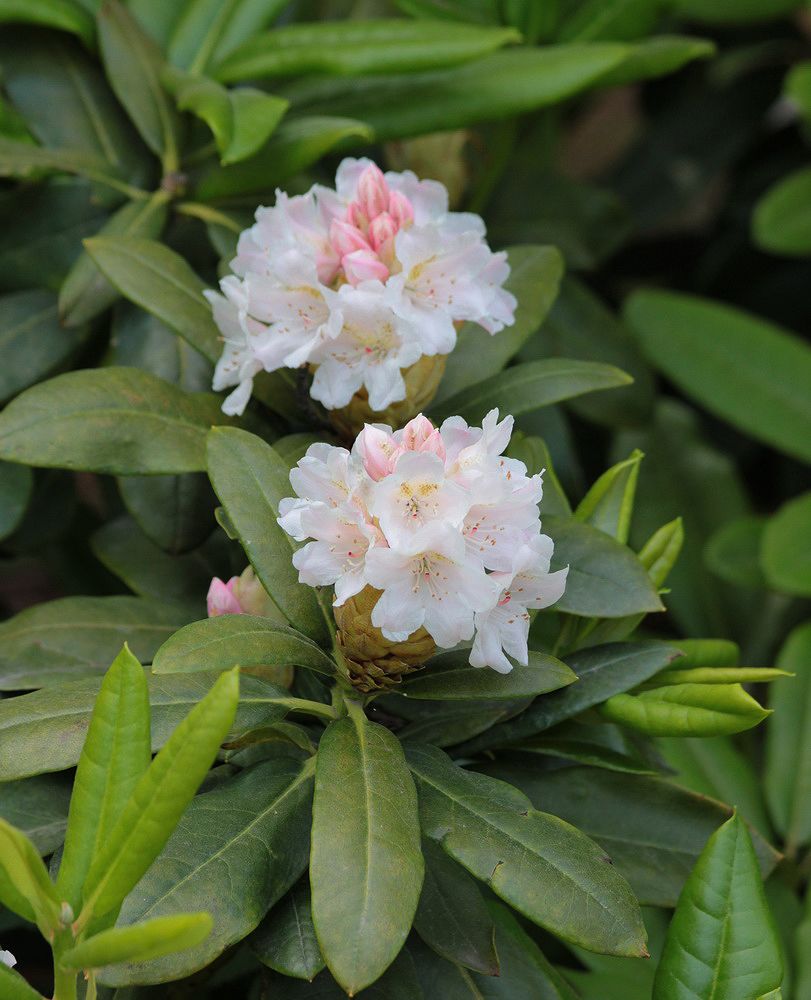 Image of Rhododendron makinoi specimen.