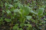 Solenanthus biebersteinii