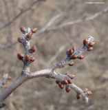 Prunus stepposa. Верхушка ветви в цветочных почках. Краснодарский край, склон над р. Ея у станицы Шкуринская, балочная степь. 22.03.2010.