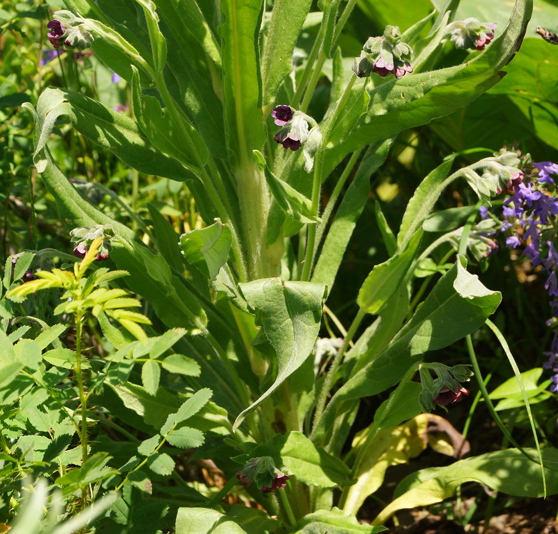 Image of Cynoglossum officinale specimen.