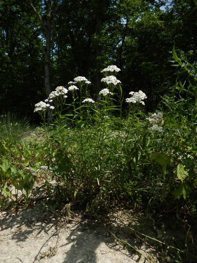 Image of Achillea biserrata specimen.