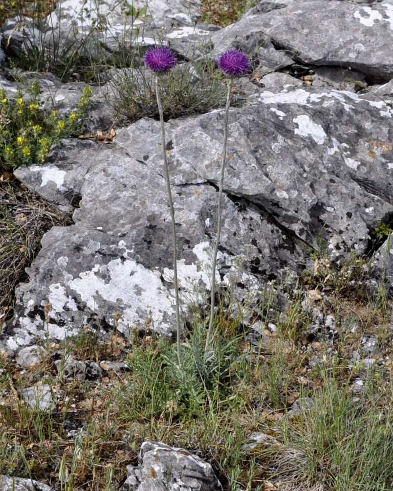 Image of Jurinea mollis specimen.