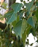 Brachychiton populneus. Листья на верхушке побега. Испания, автономное сообщество Эстремадура, провинция Бадахос, г. Бадахос, озеленение. Январь.