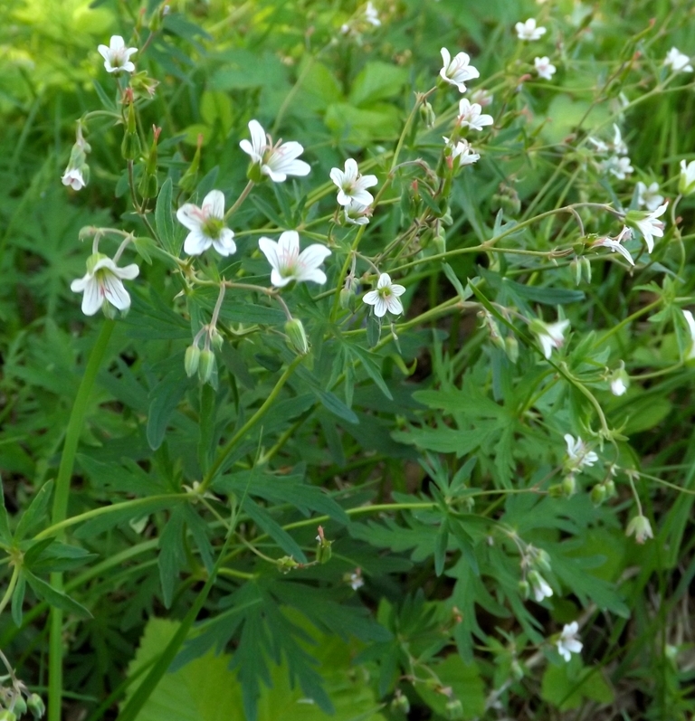 Image of Geranium asiaticum specimen.