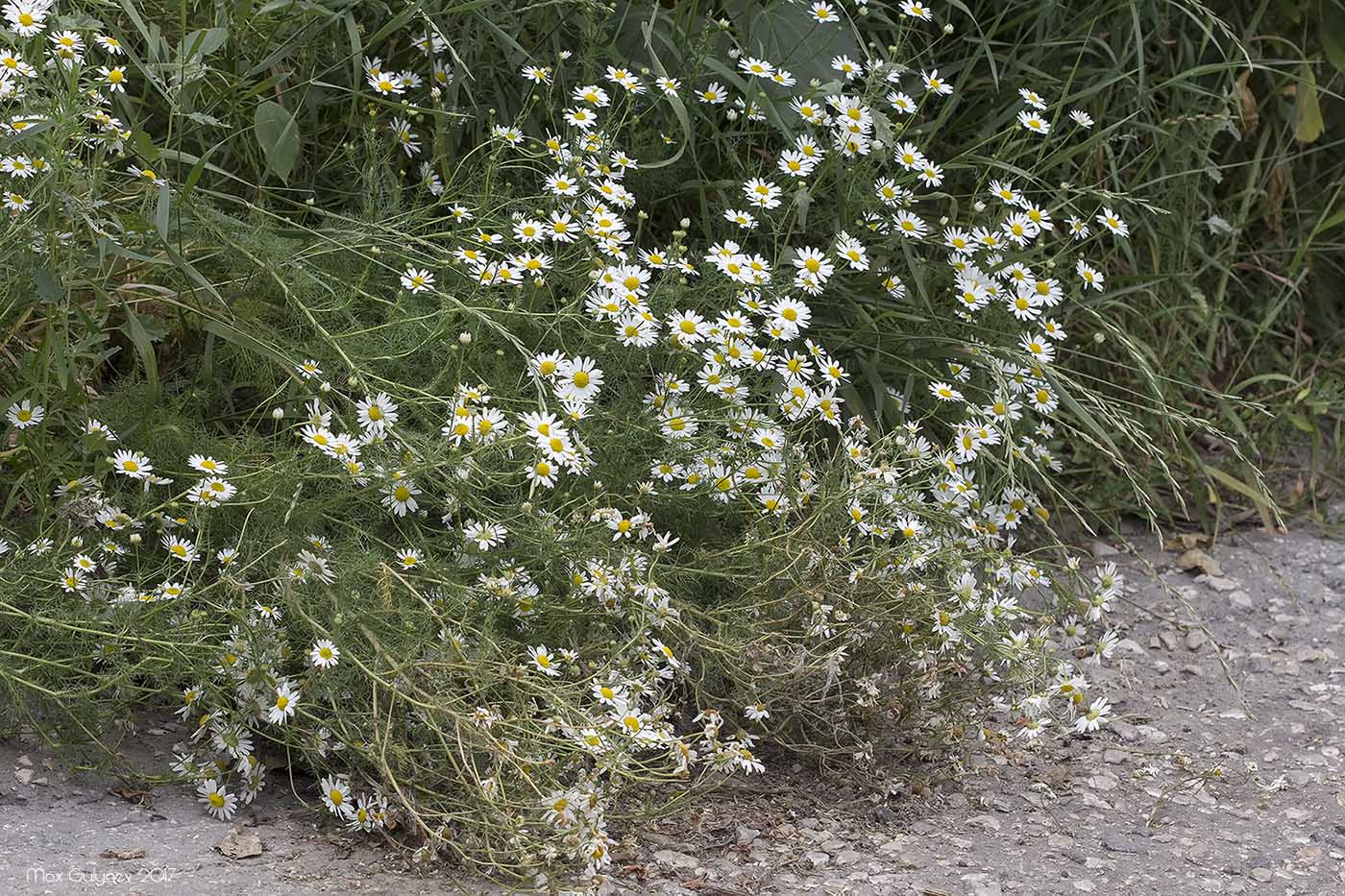 Image of Tripleurospermum inodorum specimen.