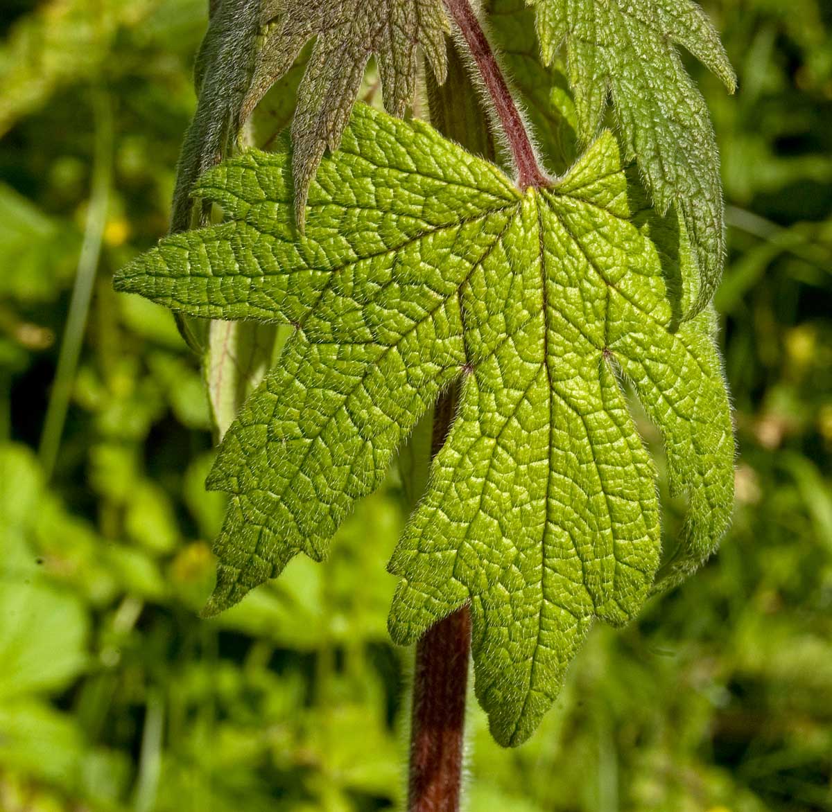 Изображение особи Leonurus quinquelobatus.