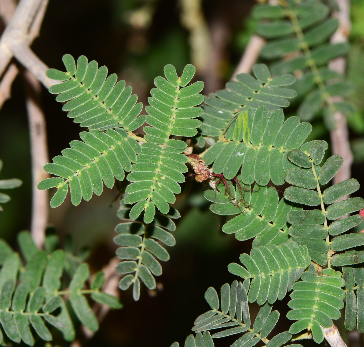 Image of Calliandra californica specimen.