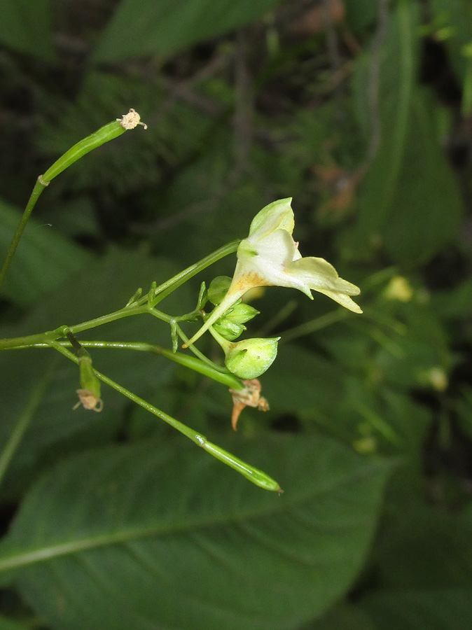 Image of Impatiens parviflora specimen.