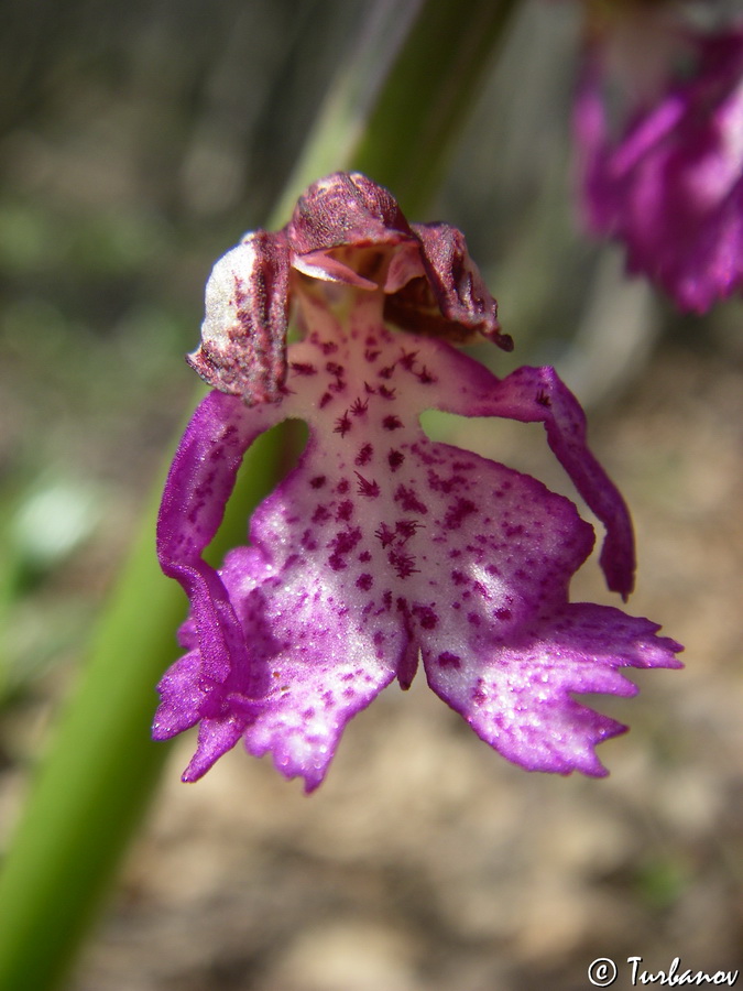 Image of Orchis &times; angusticruris specimen.