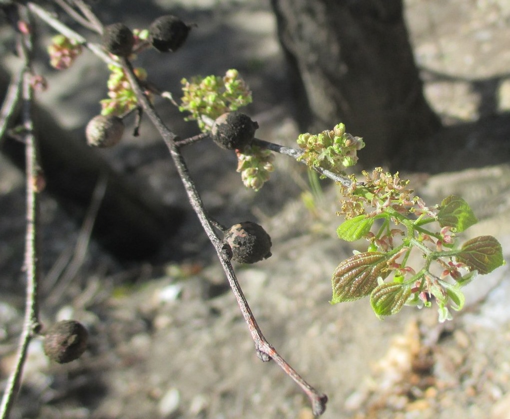 Image of Celtis sinensis specimen.