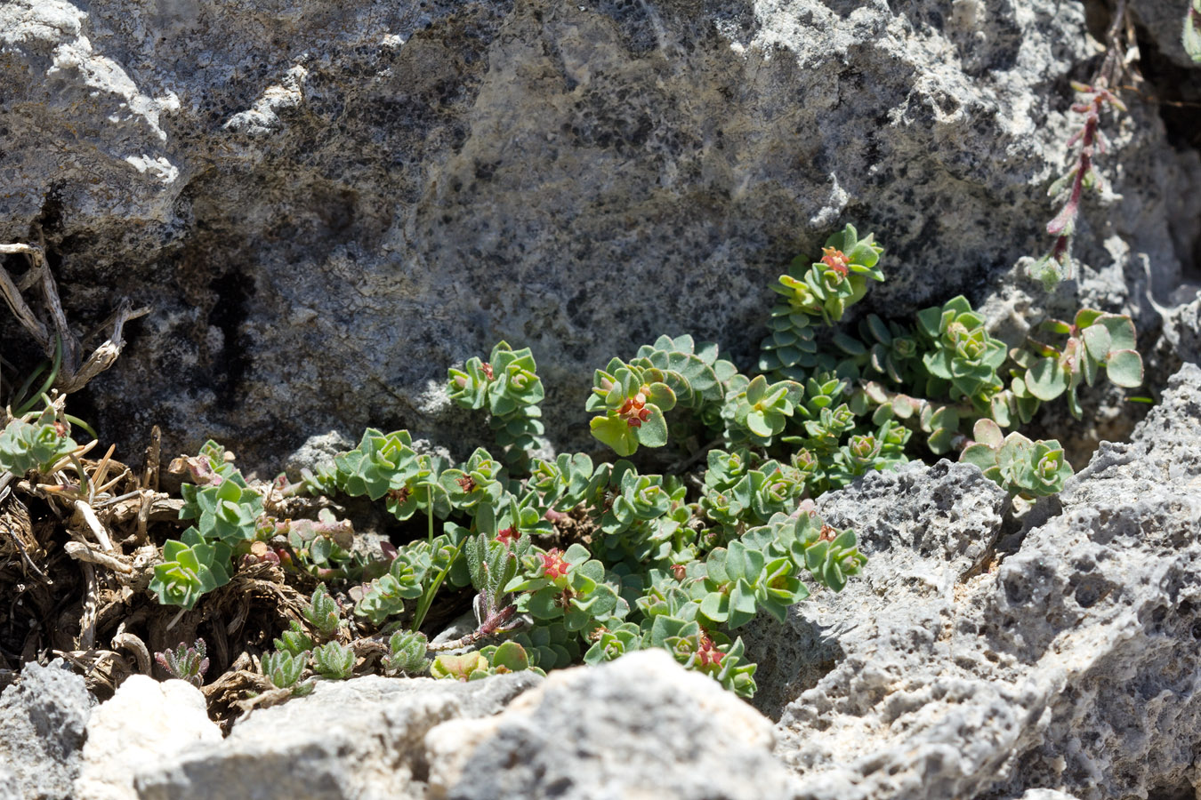 Image of Euphorbia herniariifolia specimen.