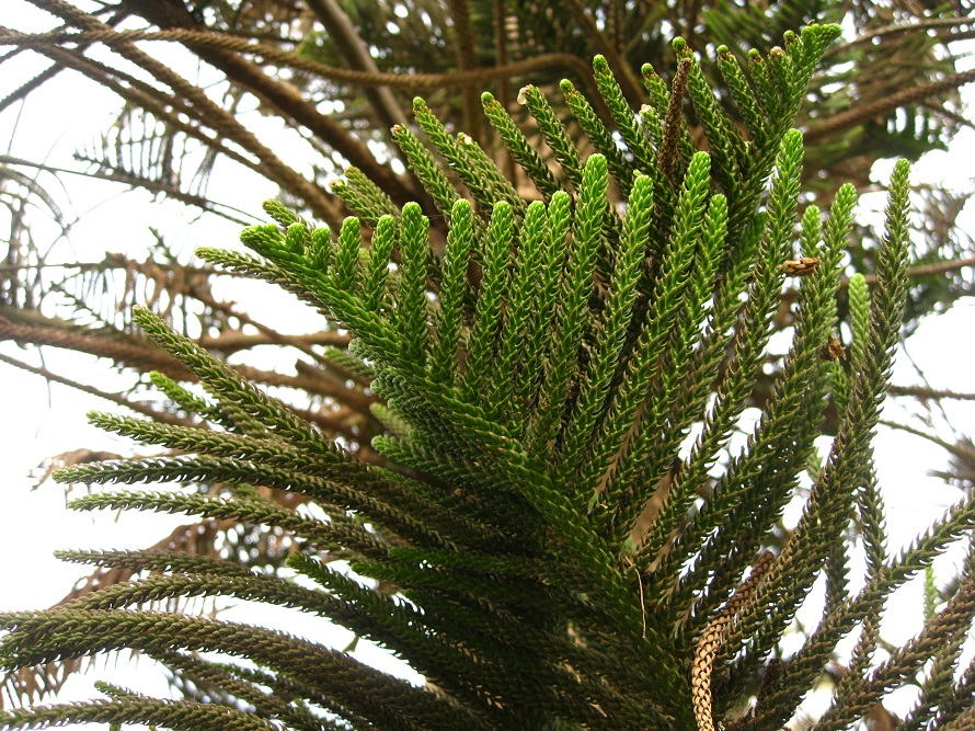 Image of Araucaria heterophylla specimen.