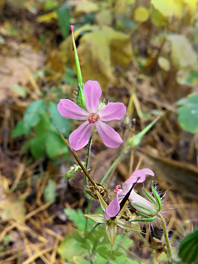 Image of Geranium robertianum specimen.