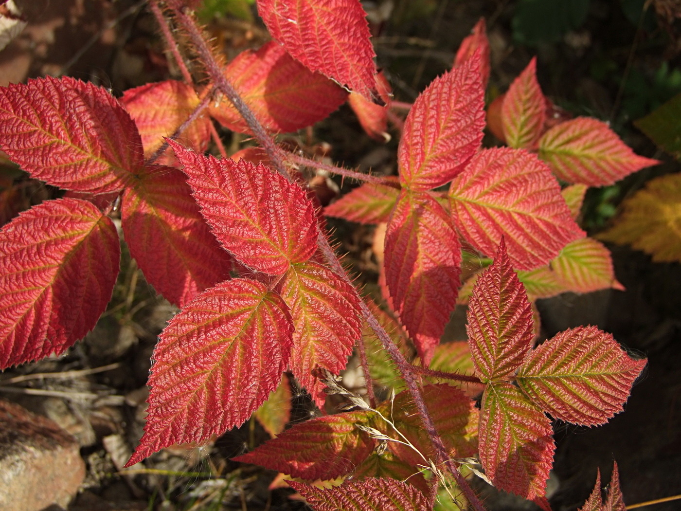 Image of Rubus matsumuranus specimen.