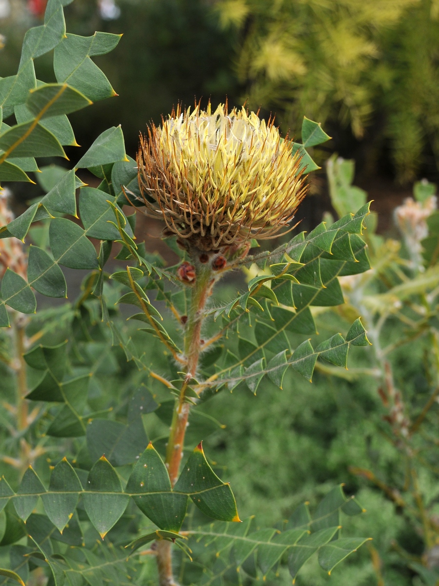 Image of Banksia baxteri specimen.