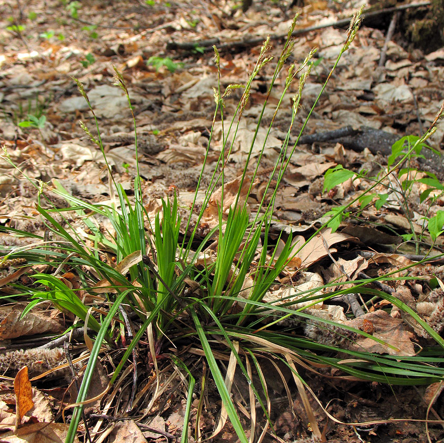 Изображение особи Carex digitata.